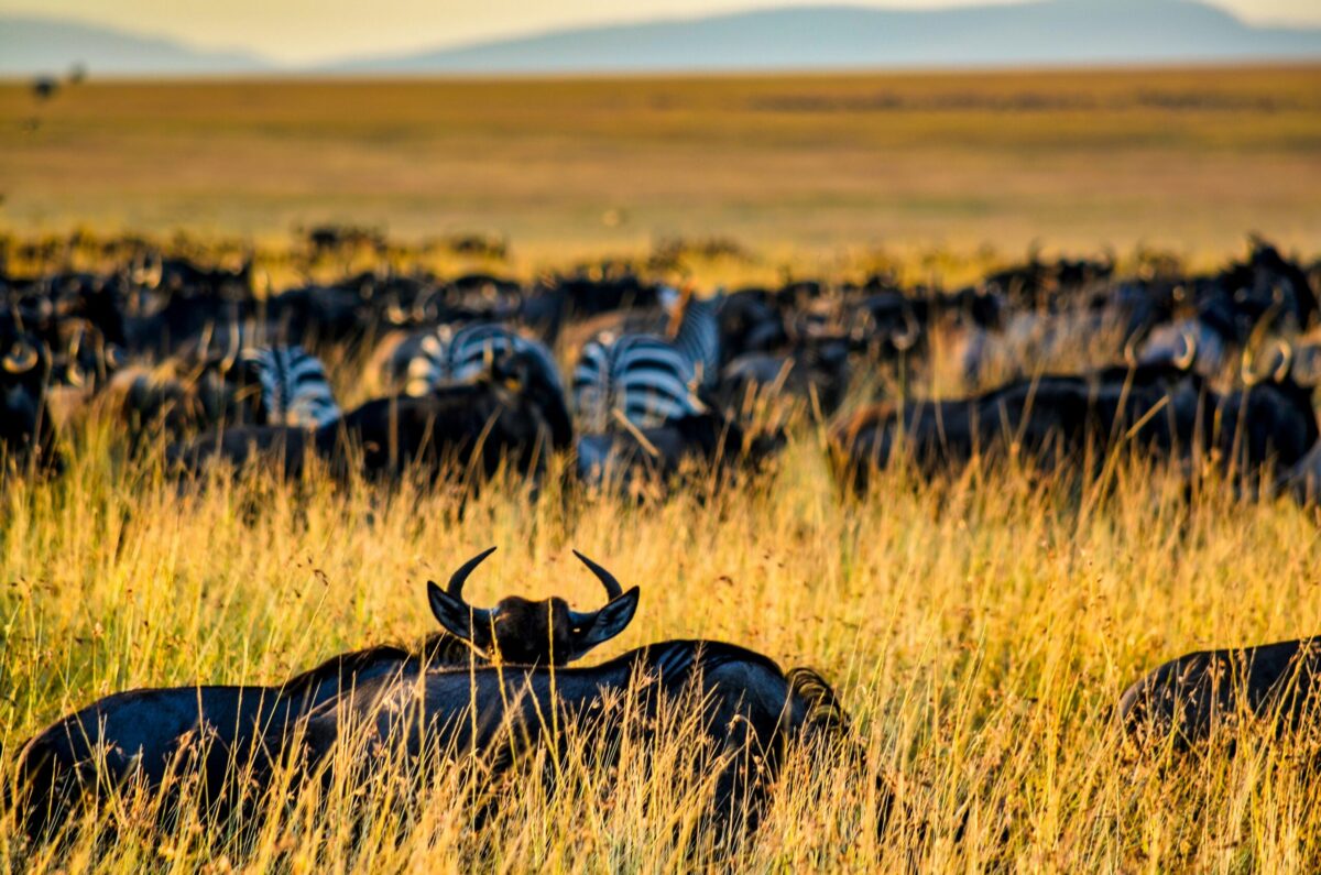 Masai Mara National Reserve, Kenya